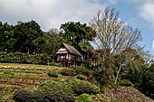 Chiang Mai - Bhubing Palace. The Eucaliptus cottage.
